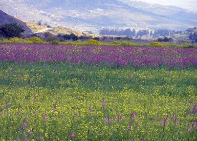 Paphos Countryside